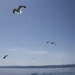 فيلة Marko *